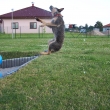 zkus�m t�eba i salto