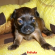 Felisha 3t�dny