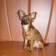 Felisha 6m�s�c�