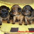 Felisha+Faythe+Fiorella 3t�dny